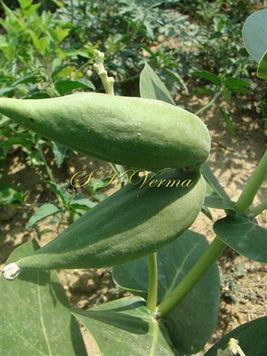  Fruits